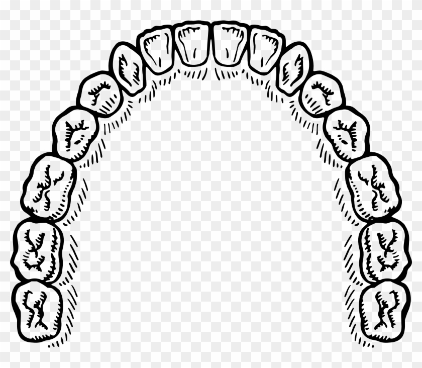 Incisor Clipart Incisor Clip Art - Mouth Of Teeth Vector #1400819