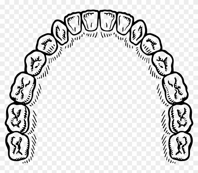 Incisor Clipart Incisor Clip Art - Mouth Of Teeth Vector #1400819