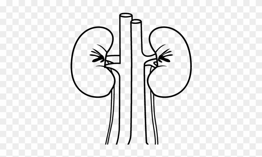 Human Kidneys Coloring Page Coloringcrew Com Rh Human - Riñon Dibujo Para Colorear #1401113