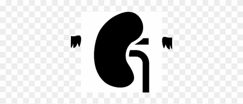 Kidney Archives - Kidney #1401114
