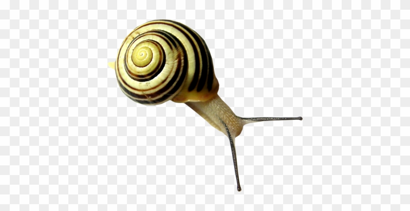 Snail Png - Snails Png #1401821