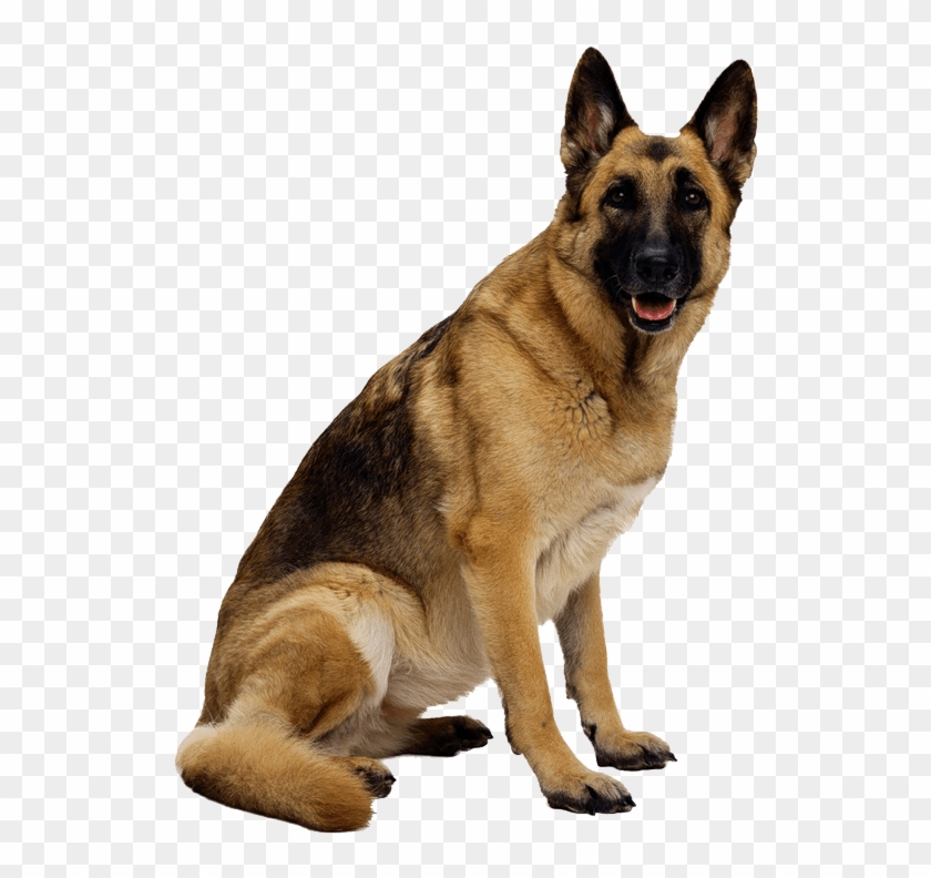 19 Clipart - German Shepherd Png Dog #1402498
