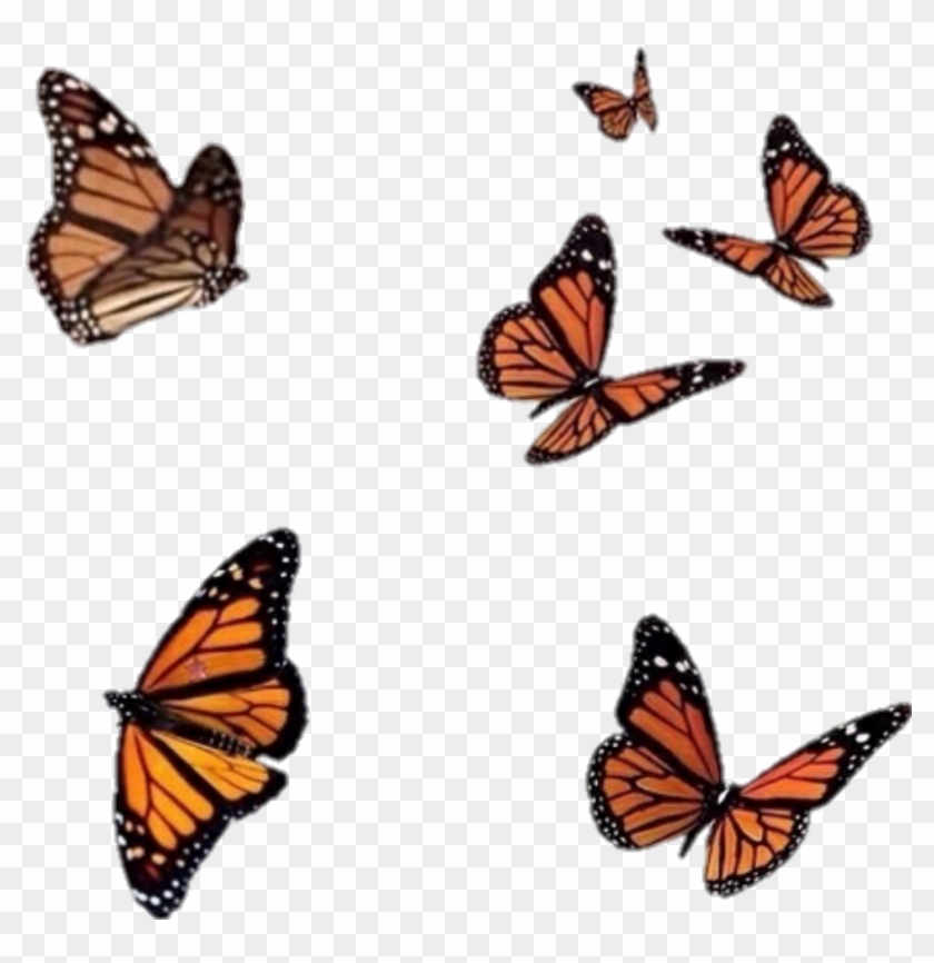 Butterfly Images For Editing #1402542
