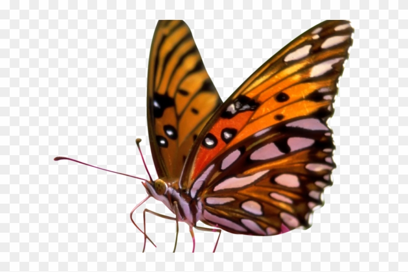 Butterfly Clipart Transparent Background - Quantas Patas Tem A Borboleta #1402547