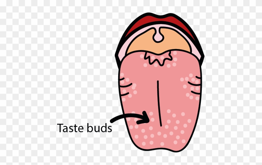 Clipart Library Download Taste Texture And - Tongue Taste Buds Clipart #1402560