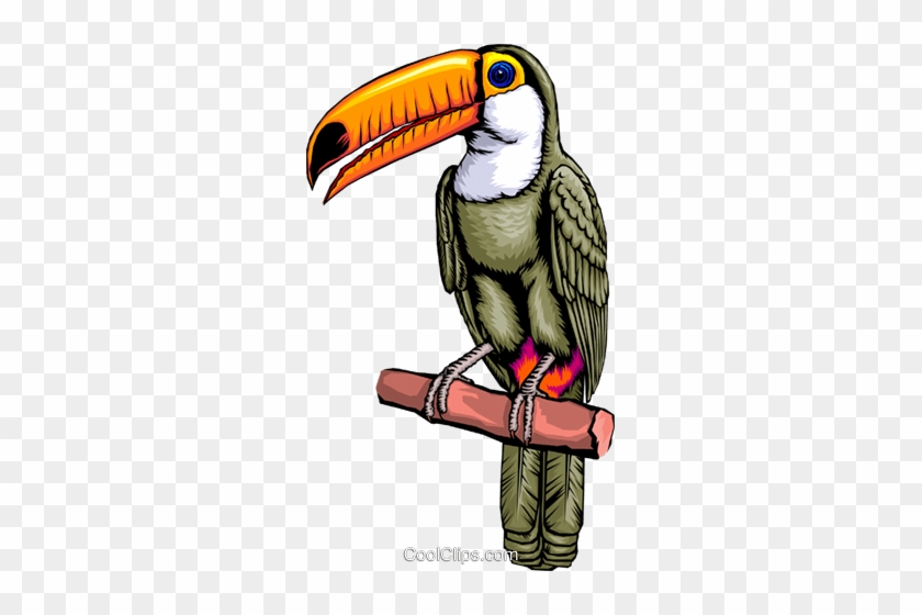 Toucan Royalty Free Vector Clip Art Illustration - Toucan #1402596