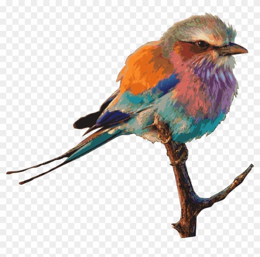 Eastern Bluebird Birds & Birding Drawing Birdwatching - Lilac Breasted Roller Png #1402767