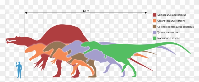 File - Largesttheropods - Svg - Spinosaurus Vs Giganotosaurus #1403247