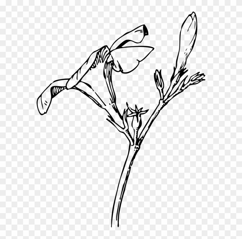 Oleander Bud Flower Drawing Plants - Oleander Drawing #1403705