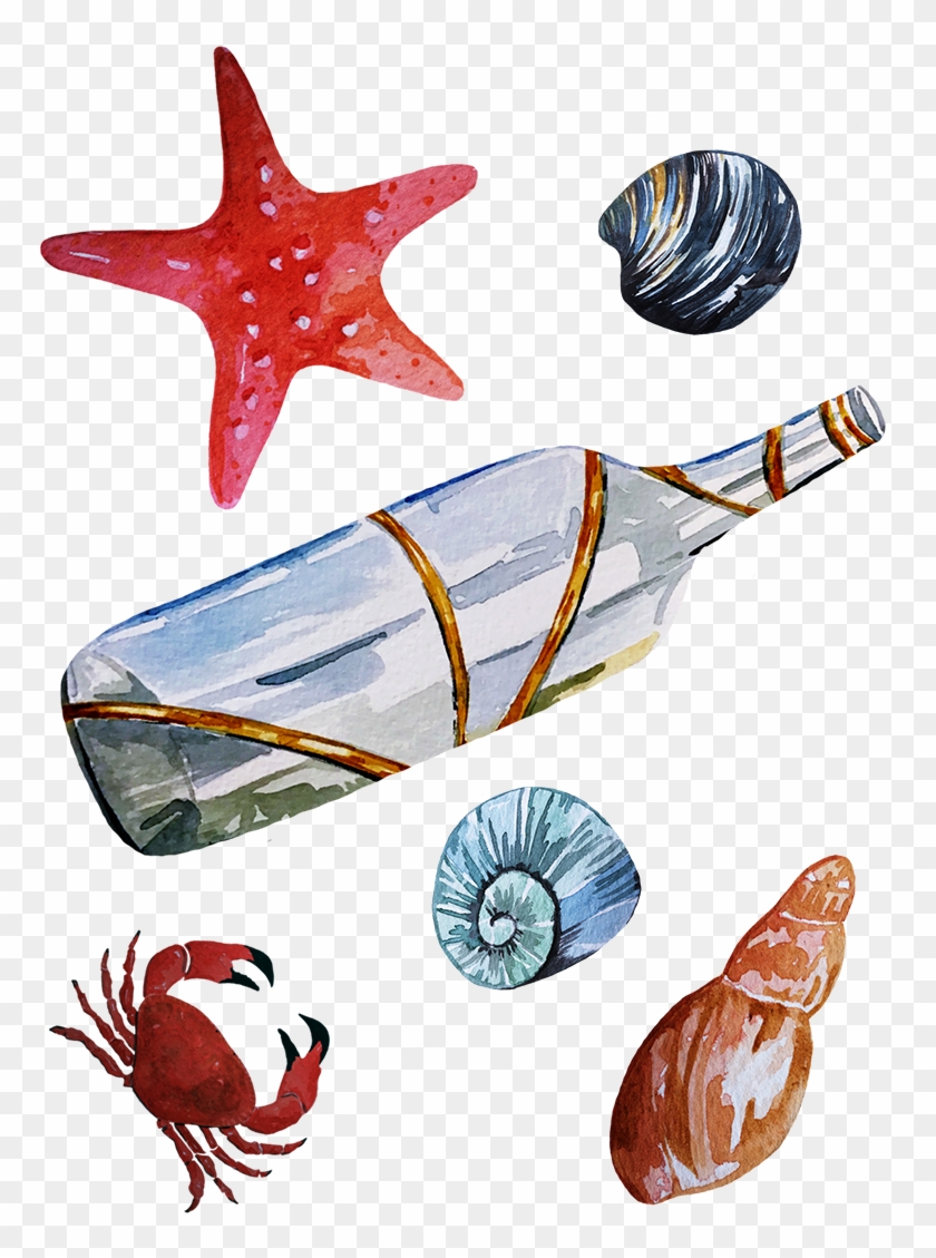 Seaside Illustration Maritime Illustration Seashells - Starfish #1404238
