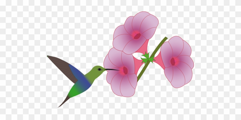 Hummingbird Flower Drawing Computer Icons - Hummingbirds And Flowers Clipart #1404472