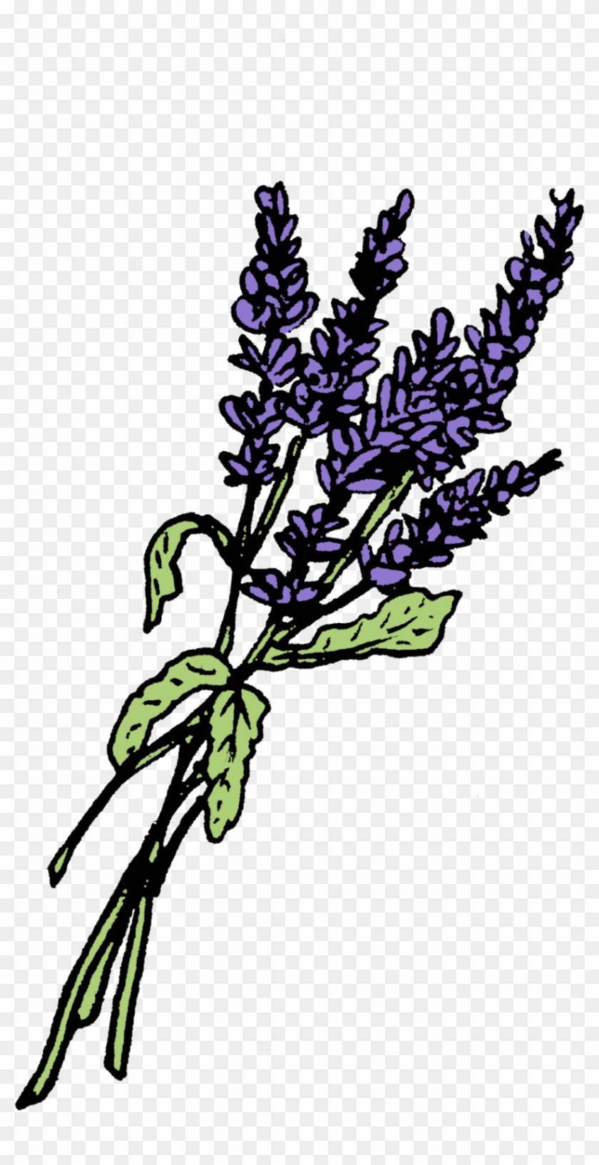Lavender Graphics Leaf Twig Plant Stem - Plant Stem #1404523