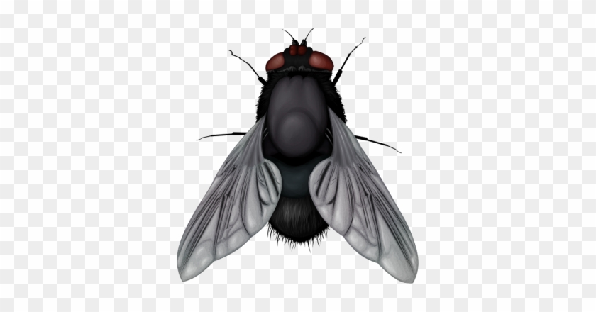 Fly Insects - Fly Png #1404924
