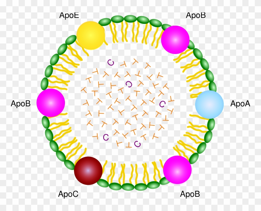 Sunday, 1 September - Lipoprotein #1405041