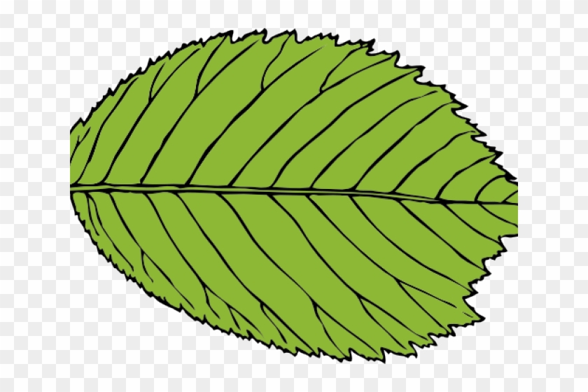 Leaf Clipart Beech Tree - Leaf Clip Art #1405116