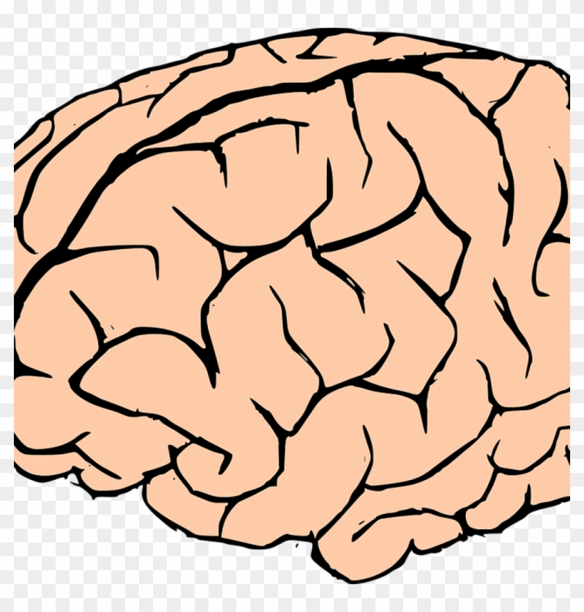 Brain Clipart Human Brain Clipart Brain Human Knowledge - Transparent Background Brain Clipart Transparent #1405373