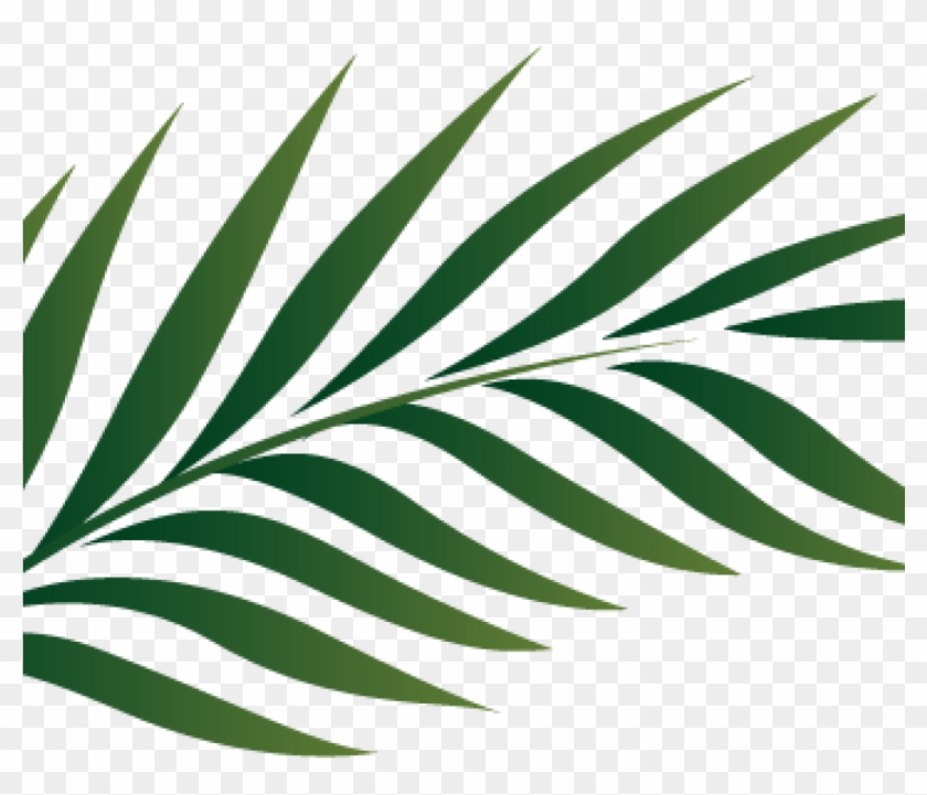 Palm Clipart Palm Branch Image Free Cliparts That You - Palm Leaves Outline #1405378