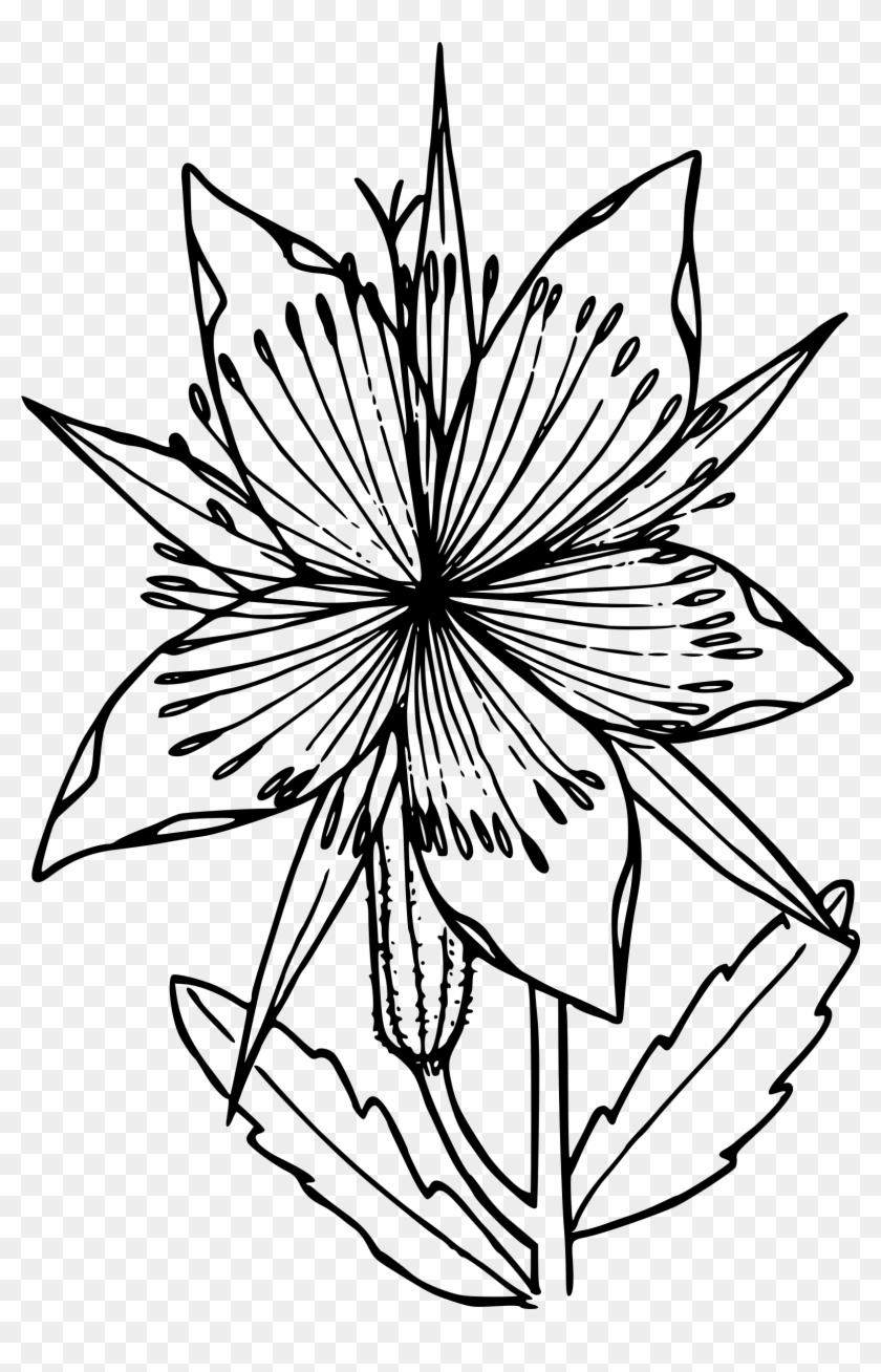 Great Blazing Star Picture Free - Blazing Star Flower Drawing #1405407