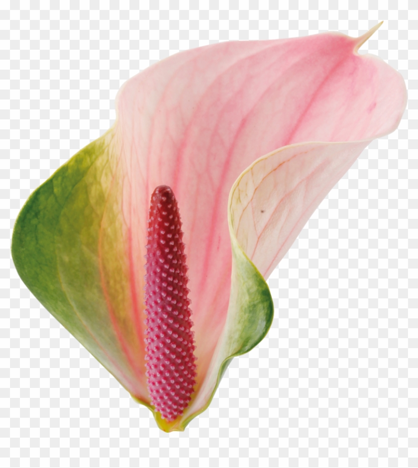 Anthuriums - Anthurium Png #1405966