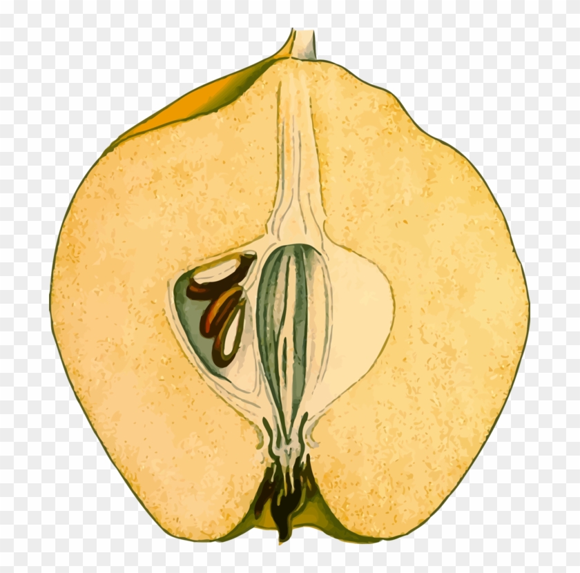 All Photo Png Clipart - Quinceclipart #1405968