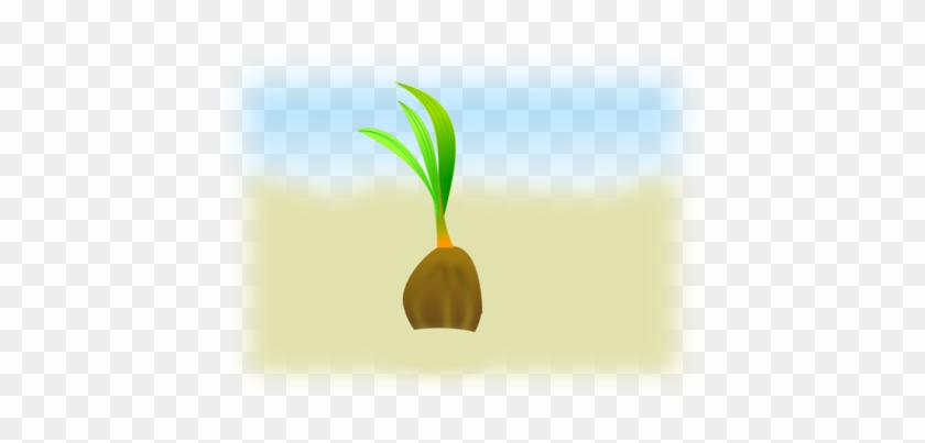 Seedling Coconut Germination - Coconut Seedling Clipart #1406370
