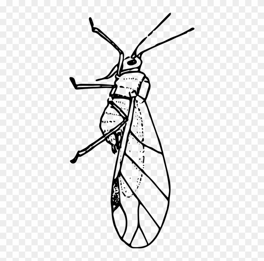 Insect Aphid Ladybird Beetle Line Art Drawing - Aphid Clip Art #1406728
