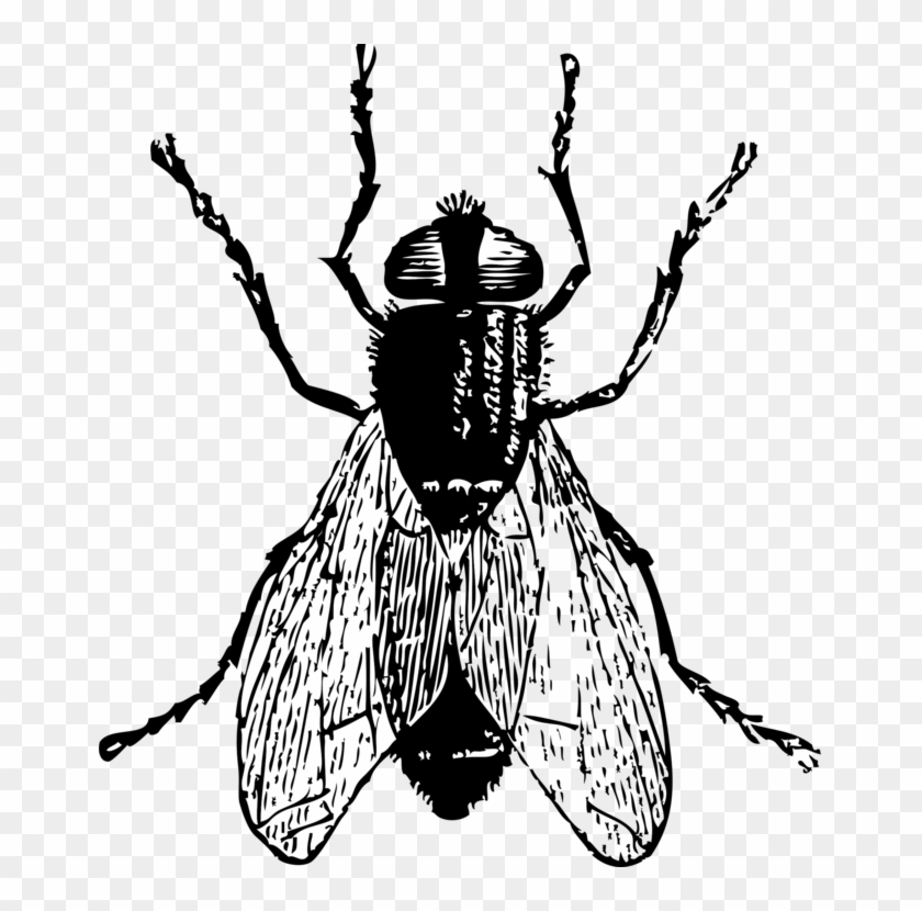 Housefly Insect Drawing - Fly Clip Art #1406739