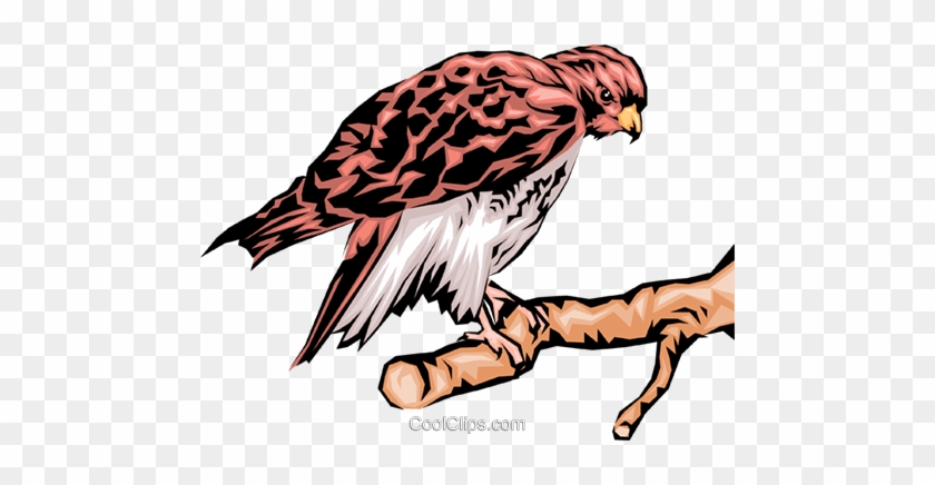 Eagle Royalty Free Vector Clip Art Illustration - Clip Art #1406892