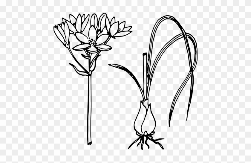 Pair Of Star Of Bethlehem With Or Without Bulb Vector - Onion Plant Line Art #1407080