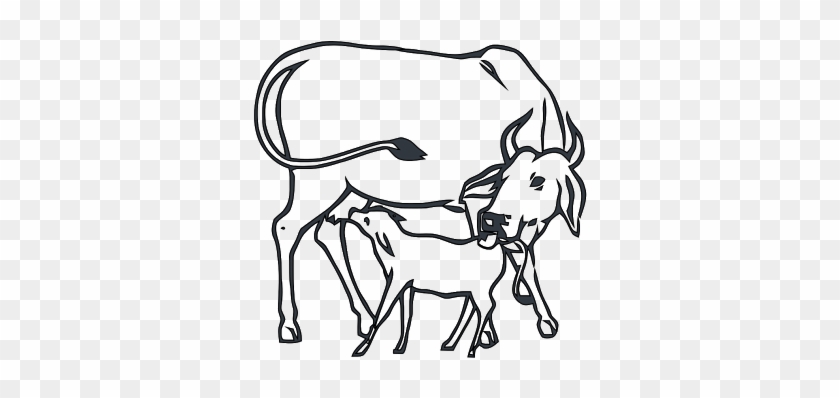 Image Result For Dairy Cow Faces Coloring Pages - Cow And Calf Drawing #1407374