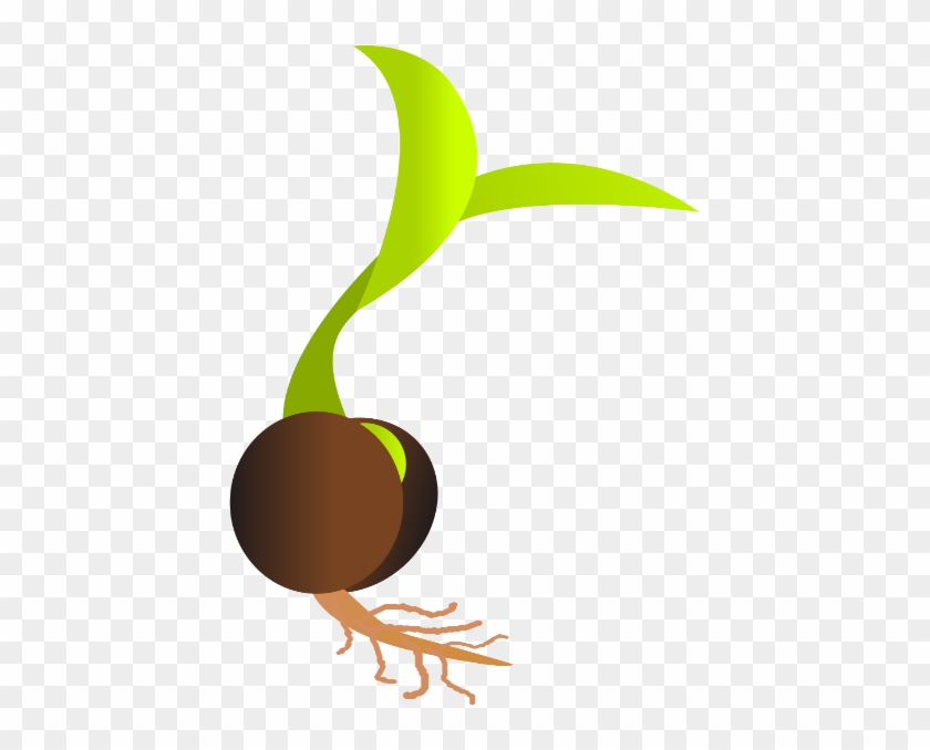 Sprouting Seed Germination Clip Art - Seed Png #1407404