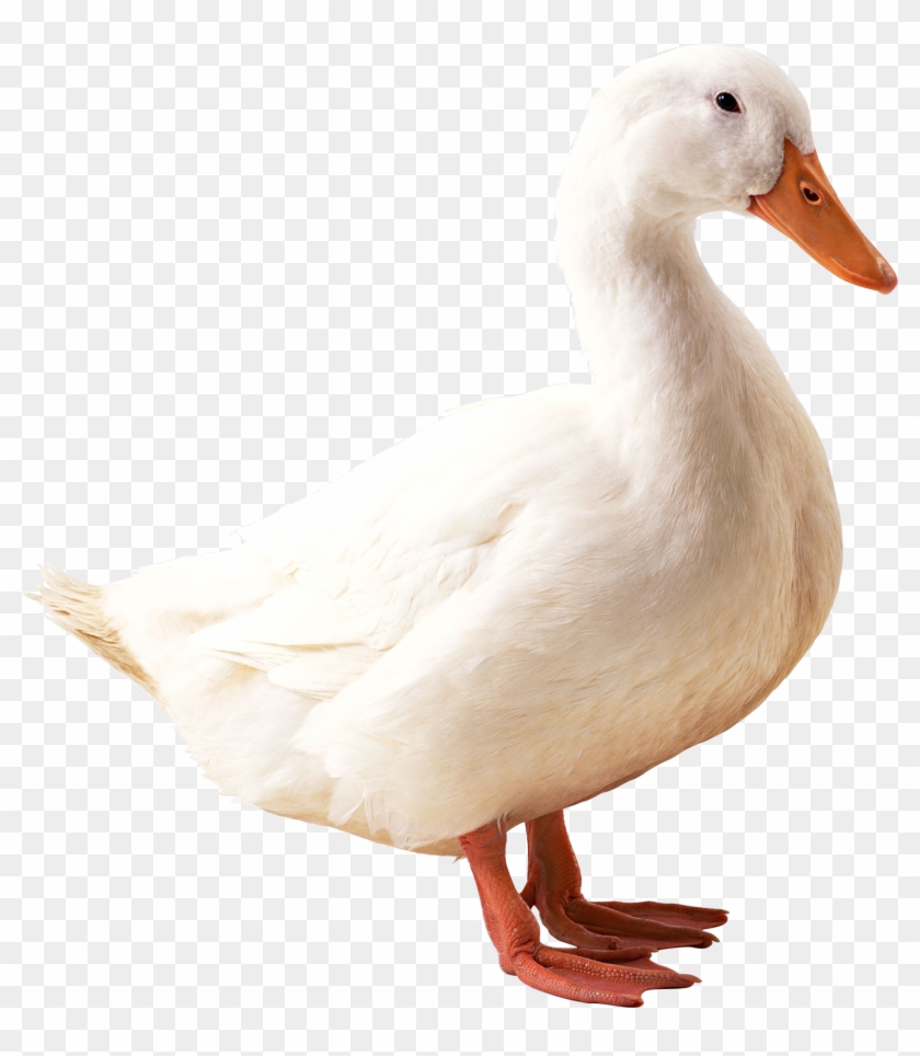 Png Image Information - Duck Png #1407468