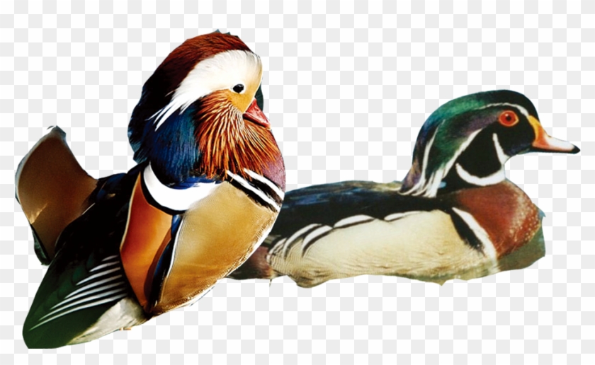 Mandarin Duck Clipart Grape - Mandarin Duck #1407476