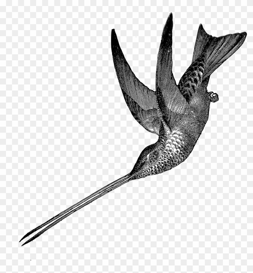1881 Hummingbird Free Vintage Clip Art - Fairy Teases Hummingbird Throw Blanket #1407981