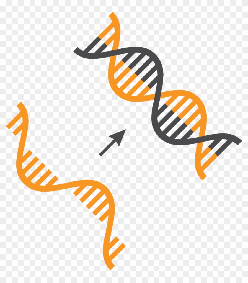 Ngs Sample Preparation - Cdna #1408495