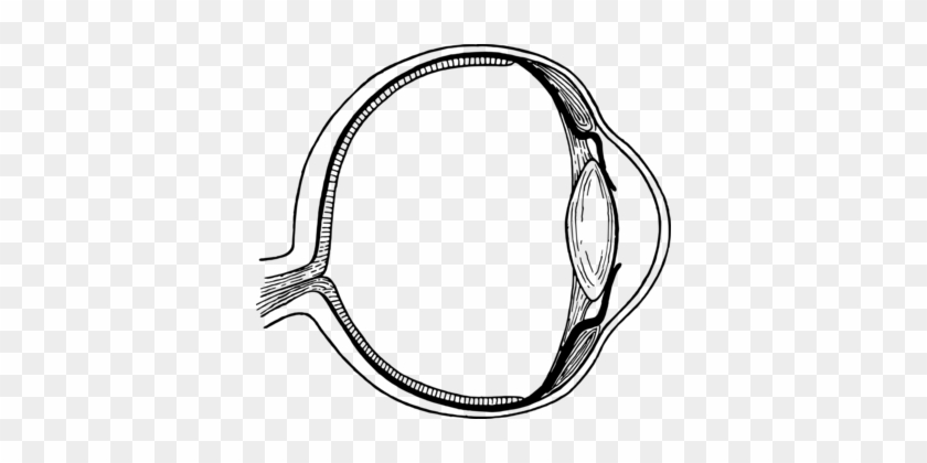 Human Eye Iris Diagram Mammalian Eye - Parts Of The Eye Clipart Black And White #1408530