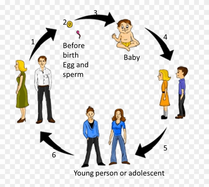 Human Life Cycle Clipart