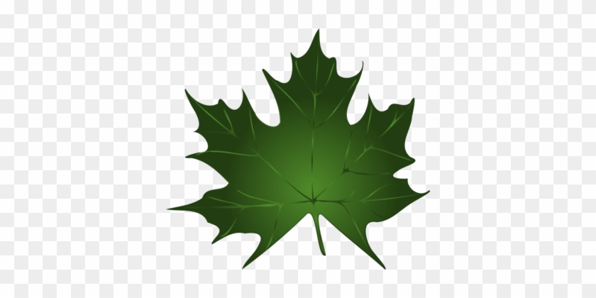 Autumn Leaf Color Green Maple - Green Autumn Leaves Clipart #1410143