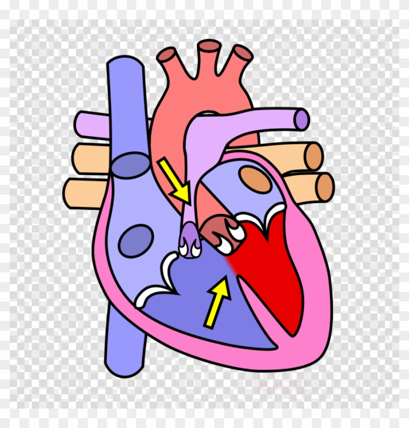 Clipart Resolution 956*1023 - Human Heart Without Labels #1410546