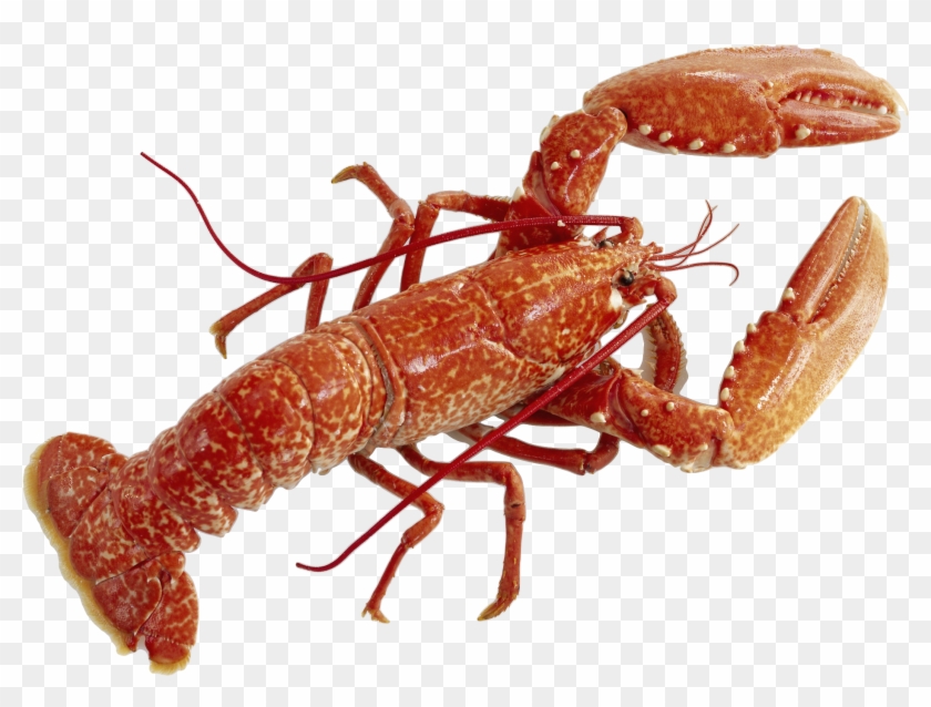Image - Lobster Png #219765