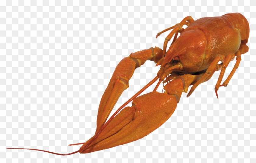 Image - Crayfish Png #219841