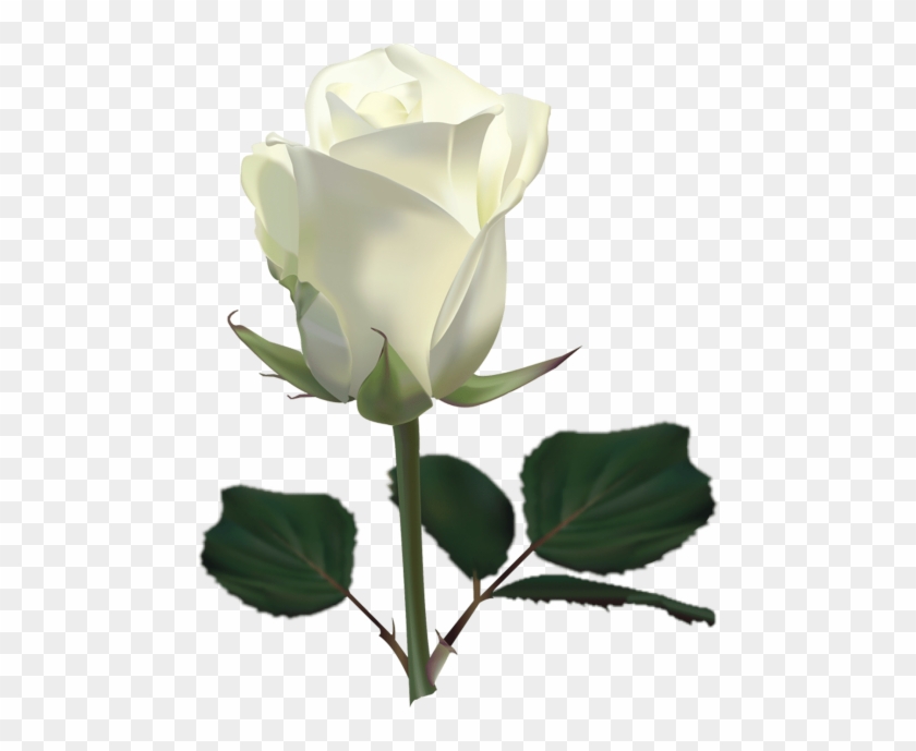 Large White Rose Png Clipart Picture - Rose Hd Photos Download - Free ...