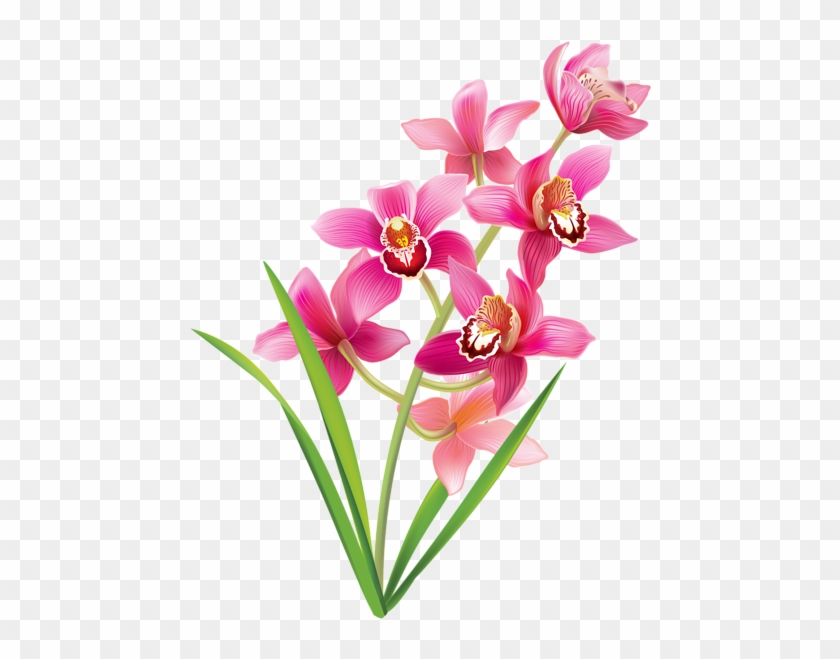 Pink Orchids Png Clipart Image - Orchid Png #220965