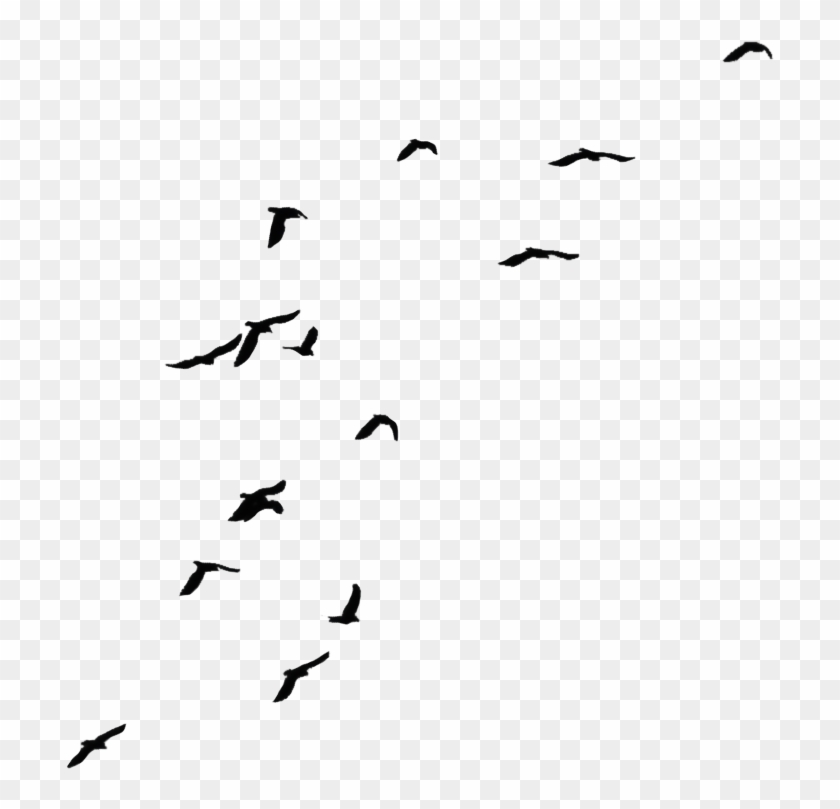 Black Flying Birds By Jassy2012 On Clipart Library - Crows Png #221200