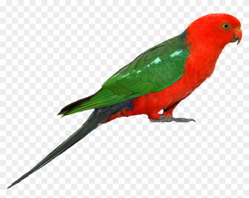 Download Parrot Png Transparent Images Transparent - Parrot Png #221214