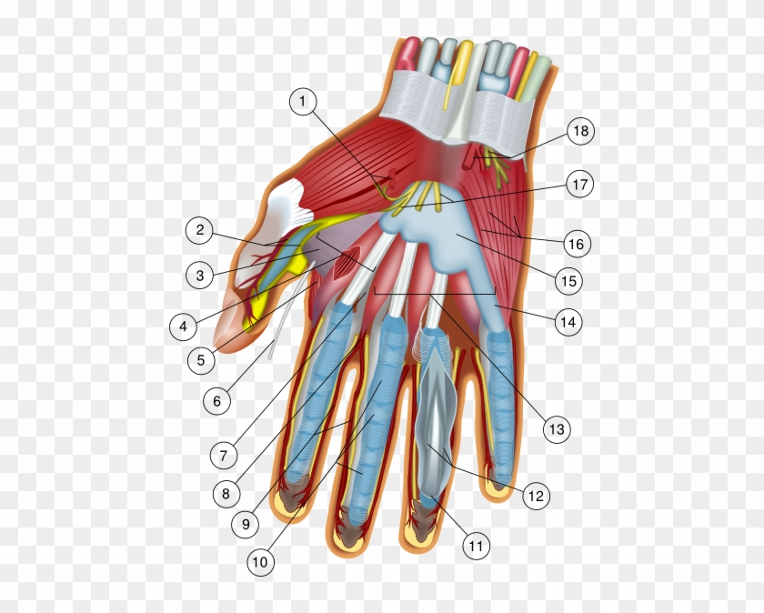 Hand Anatomy Clip Art At Clker - Nerve Endings In Fingertips #221255