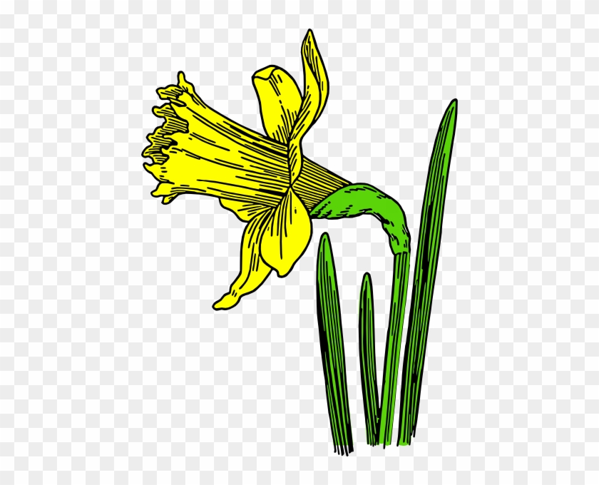 Daffodil Clip Art - Animated Pictures Of Daffodils #221980