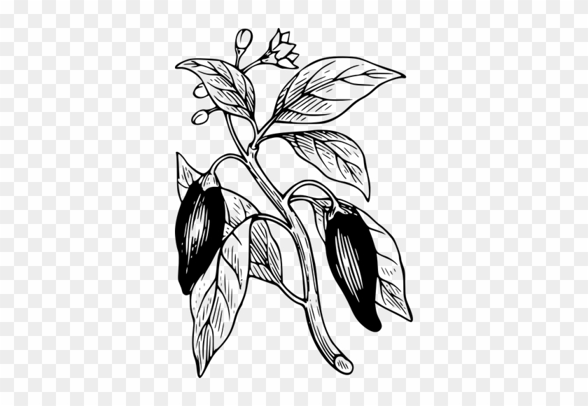 Capsicum With Its Leaves Vector Clip Art Public Domain - Chilli Plant Animation Vector #222209