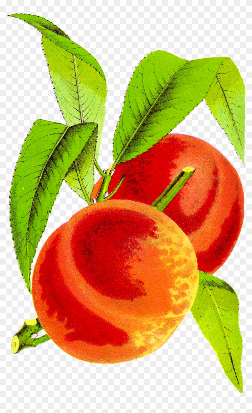 Antique Peach Clipart - Vintage Peach Clip Art #222220