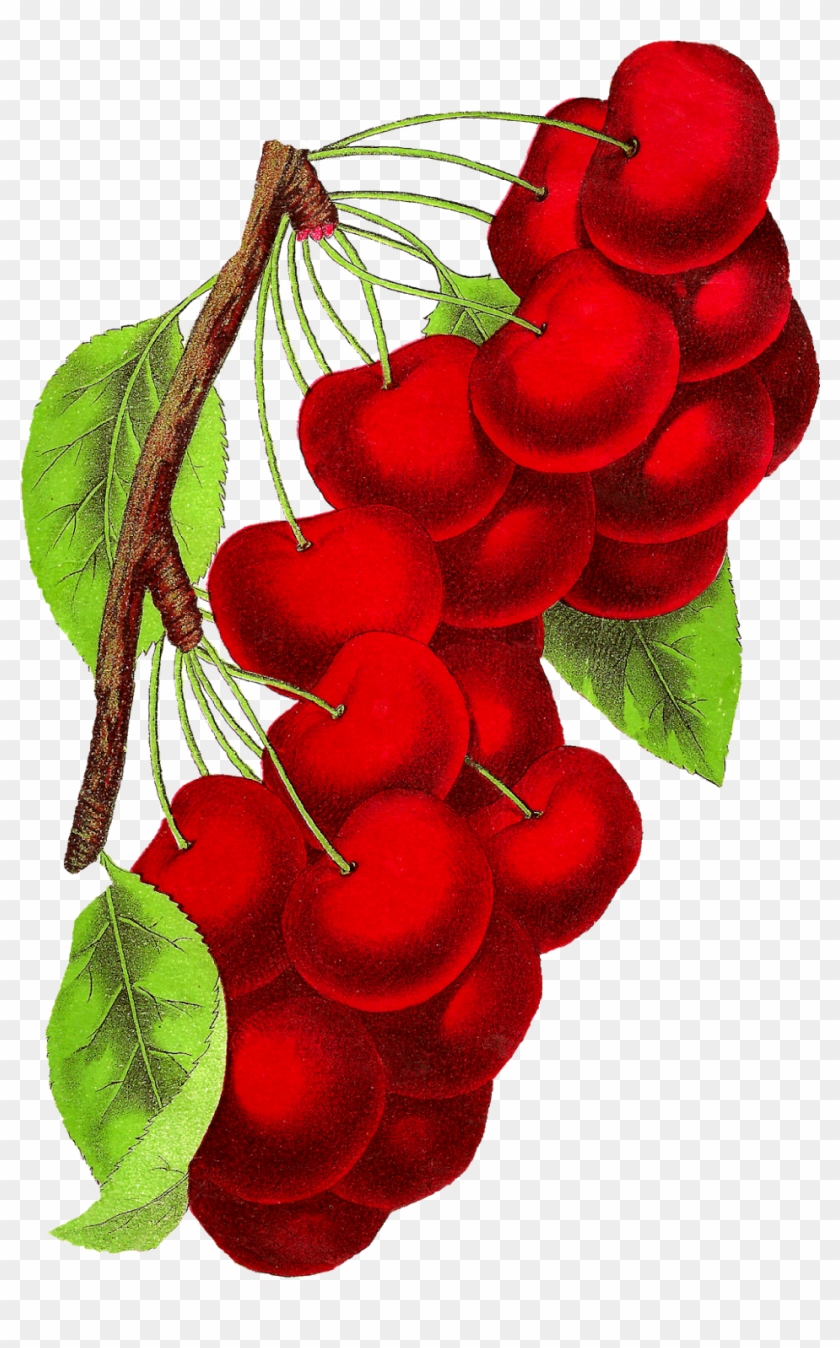 Botanical Art Cherry Fruit Illustration Vintage Digital - Botanical Illustration #222335